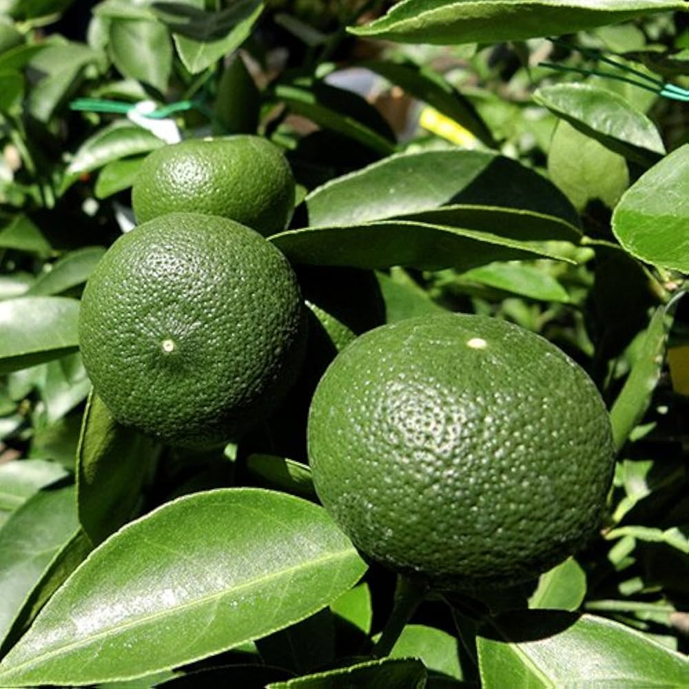 Amazon.co.jp: 柑橘類苗木 すだち（酢橘）の苗木 13.5cmポット苗